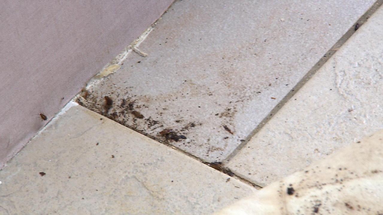 Unhaltbare Zustände: Mieter müssen mit Kakerlaken leben Ungezieferplage