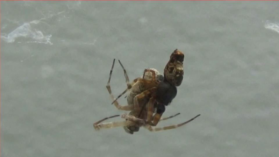 Männliche Spinnen flüchten vor sexuellem Kannibalismus Sprung in die Freiheit