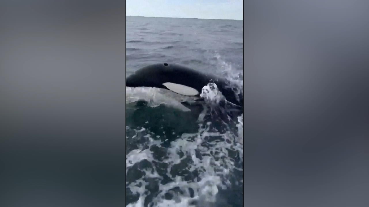 Spektakuläre Bilder: Orcas verfolgen Fischerboot Selten vor der dänischen Küste