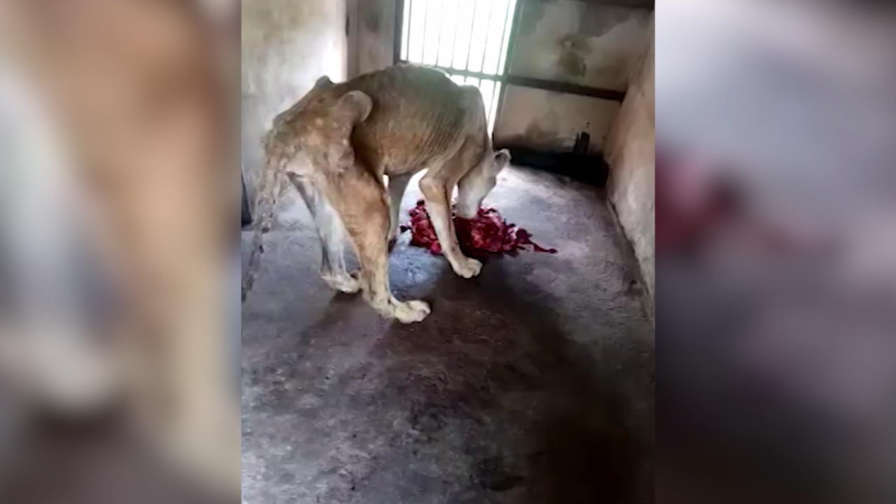Wandelnde Skelette: Tierschützer retten 2 Löwen aus Zoo Entsetzlich abgemagert
