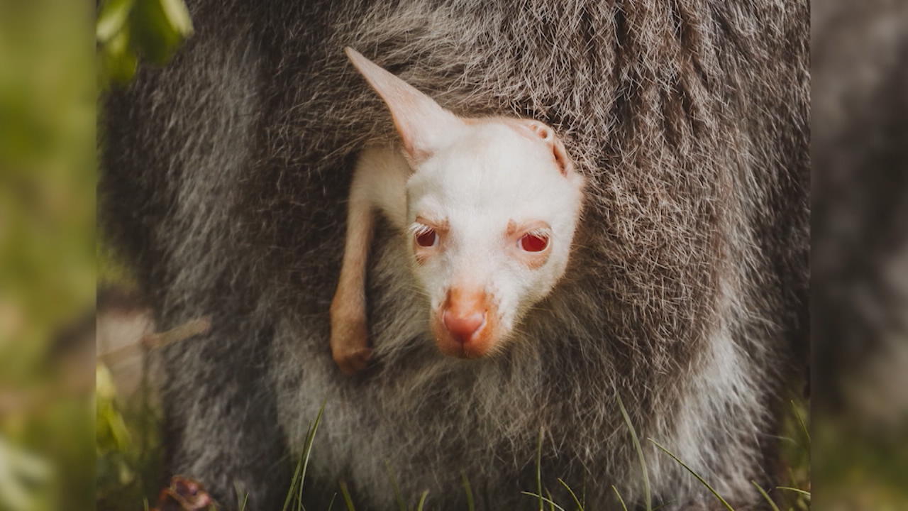 Känguru bringt Albino im Tierpark zur Welt Sensation in Hessen