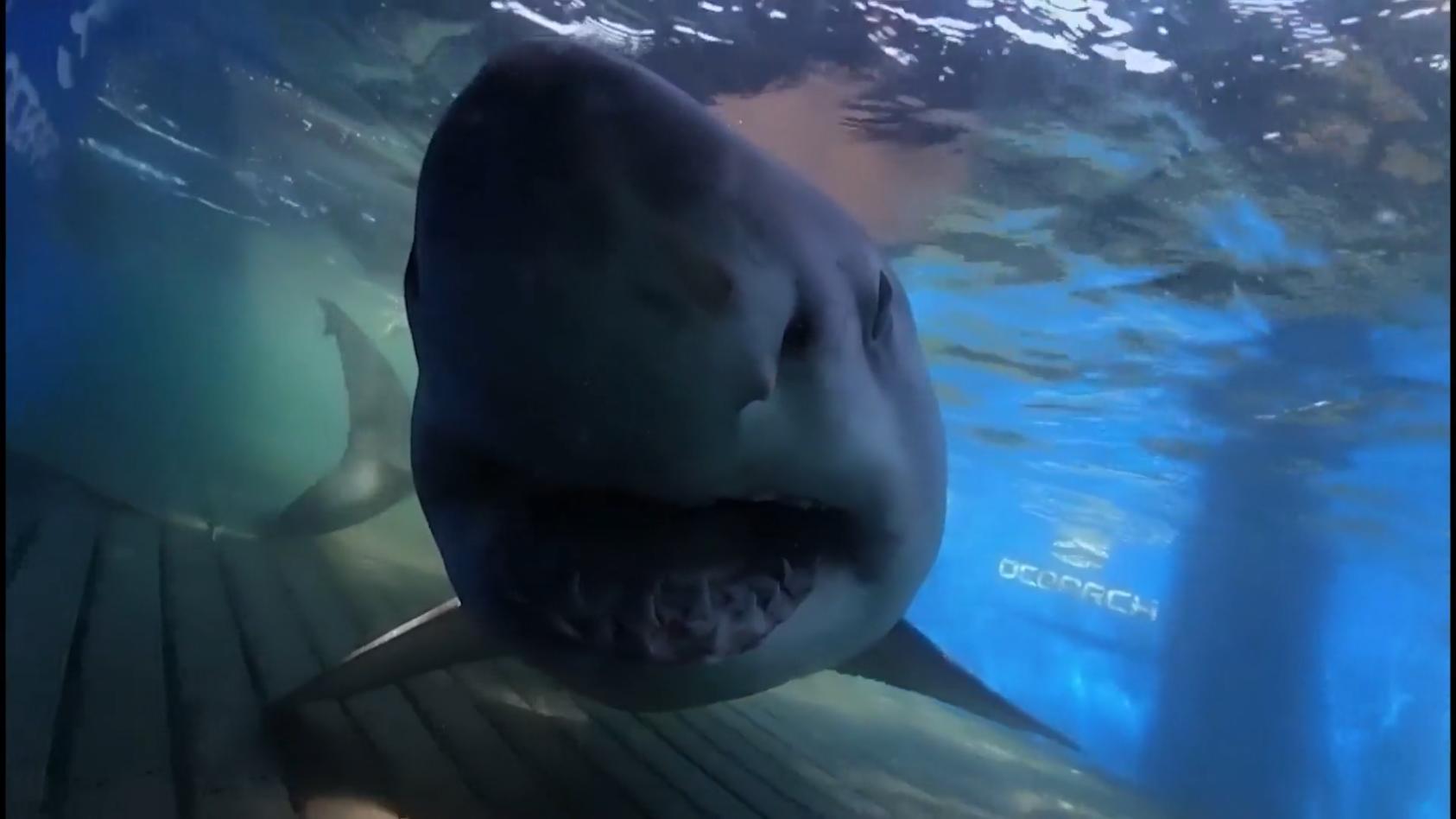 Monsterhai vor den Bermuda-Inseln gefunden Was ein Brocken!