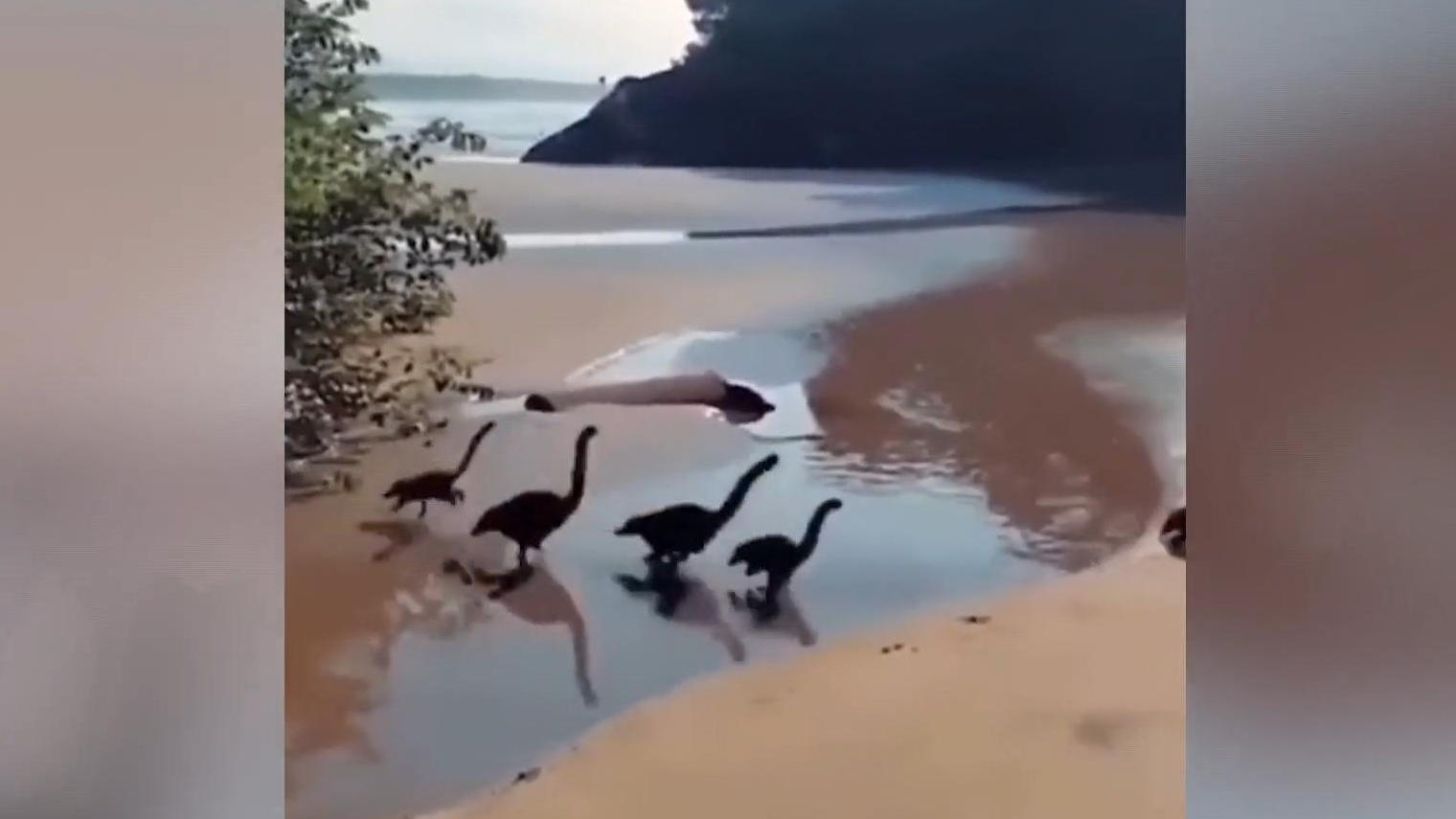 Little dinosaurs running across the beach baffle Twitter users