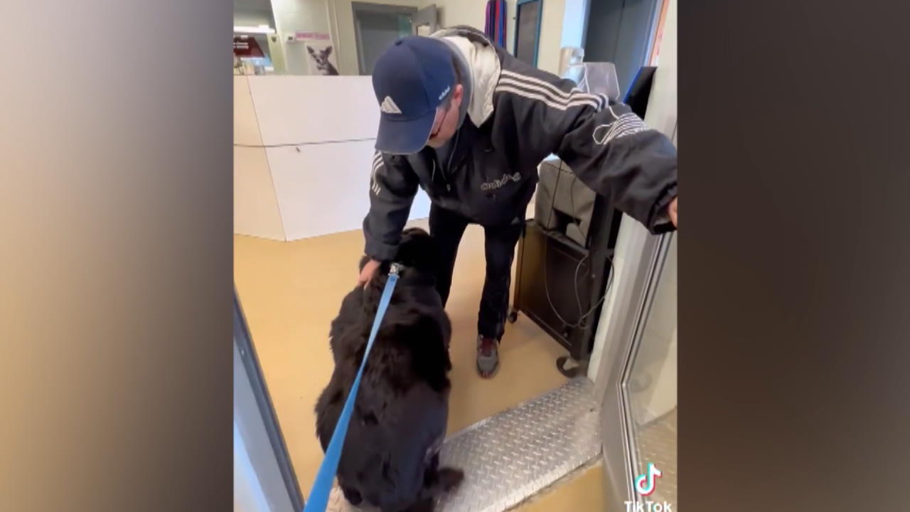 Große Freude: Tierheim filmt Hunde im Moment ihrer Adoption Unbändige Freude begeistert das Netz: