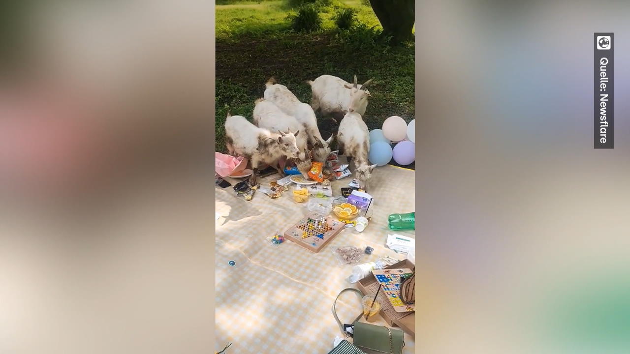 Ziegenherde fällt über Picknick her Ungebetene Gäste