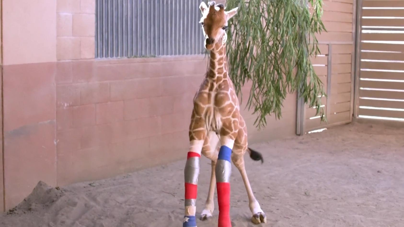 Giraffenbaby kann endlich richtig laufen Nach rettender OP