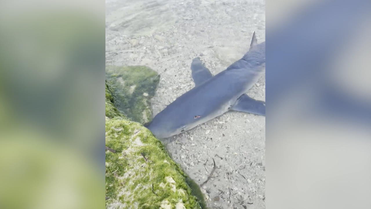 Ibiza-Touristen entdecken Hai an der Küste Schock für Badegäste