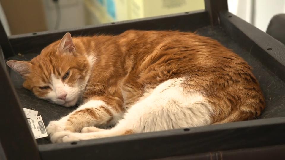 Haubenlerche soll geschützt werden Lockdown für Katze Flori