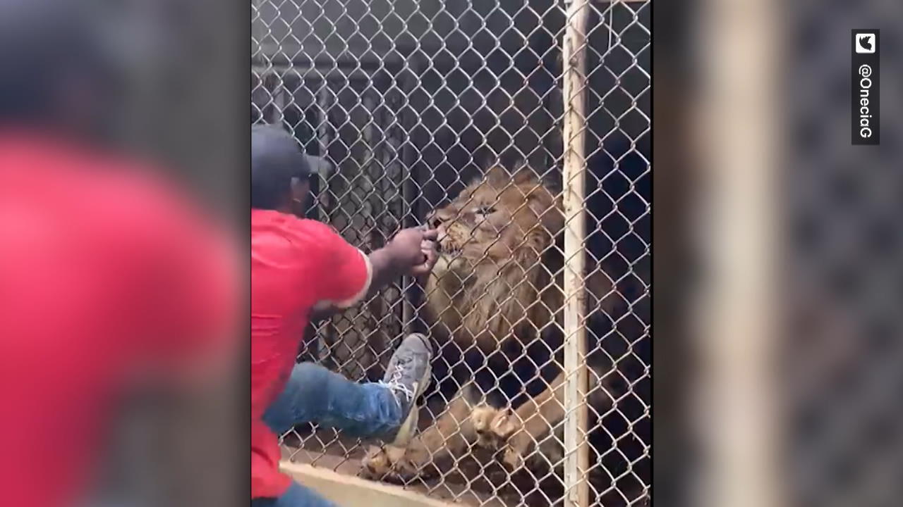 Löwe beißt Wärter den Finger ab! Nach Provokation