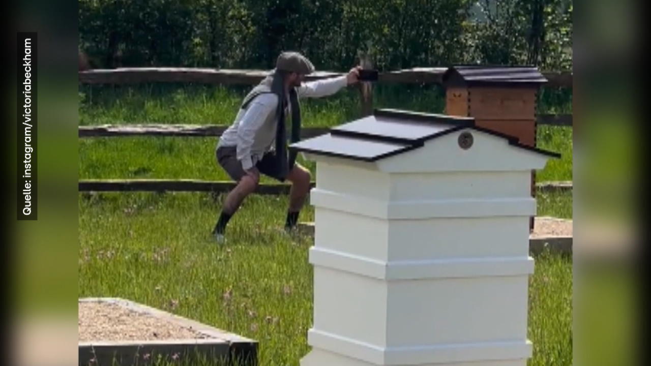 David Beckham wird zum stolzen Bienenbesitzer Es summt und brummt!