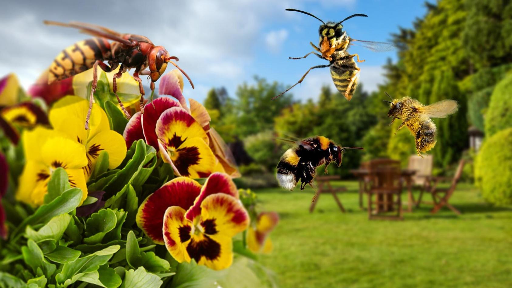 Was Sie über Bienen, Wespen und Co. wissen sollten Insekten-Gefahr?