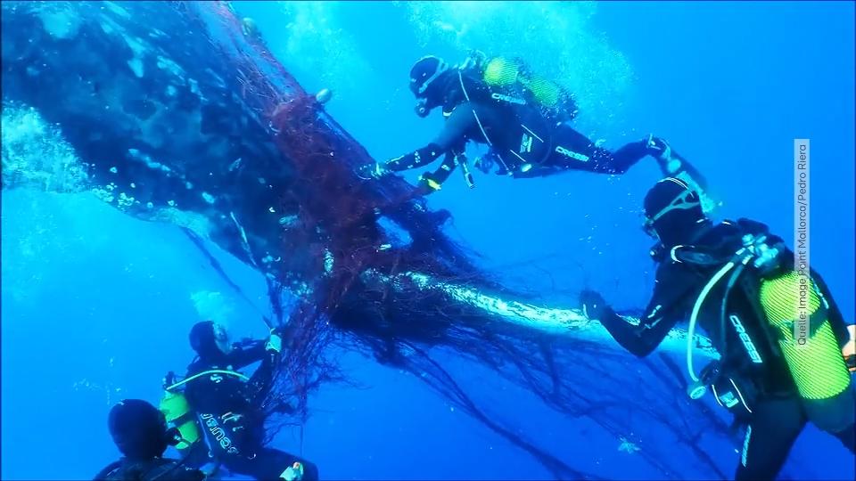 Vor Mallorca: Taucher befreien Wal aus Geisternetz Tier war komplett eingewickelt