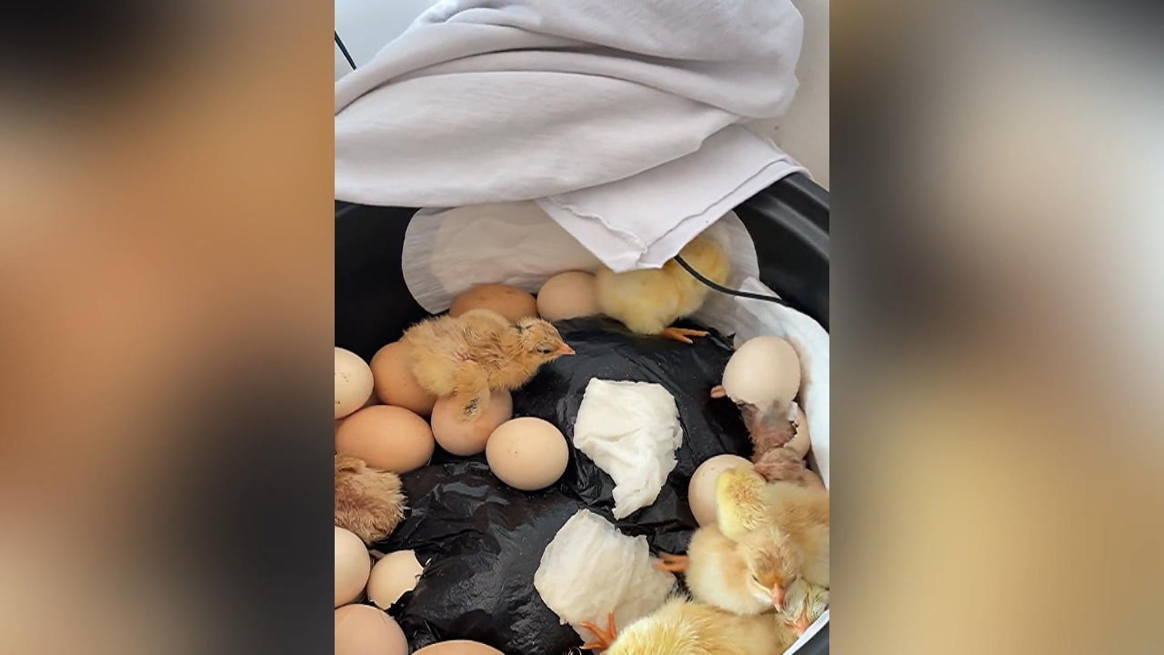 China: Frau brütet Hühnereier in Reiskocher aus Wenn man mal keinen Inkubator hat