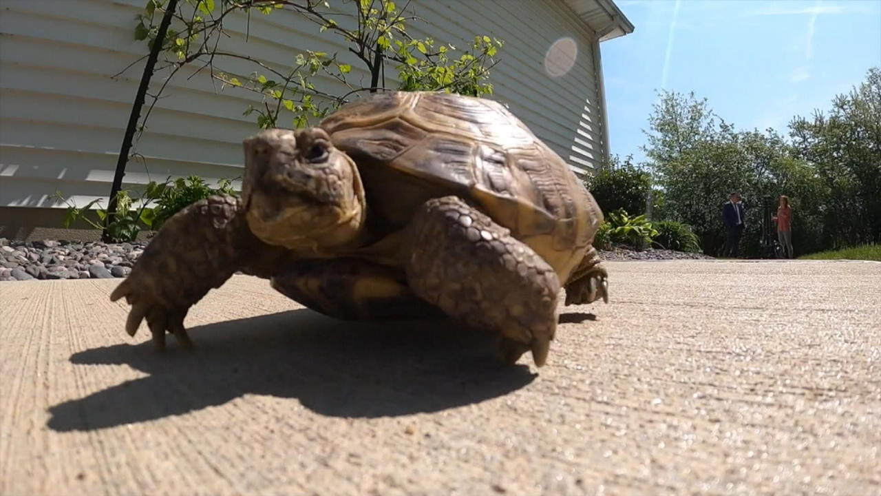 Schildkröte nach 8 Monaten wieder aufgetaucht "Tiny Tim" war aus Gehege ausgebuechst