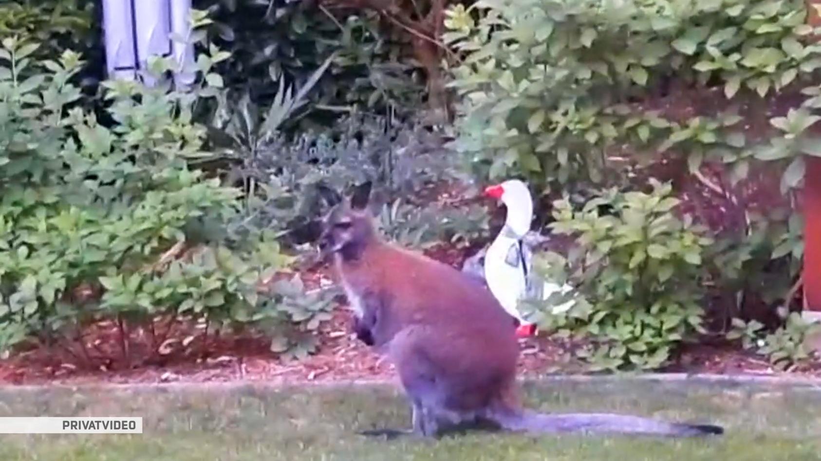 Känguru bei Wegberger im Garten Hallo Nachbar!