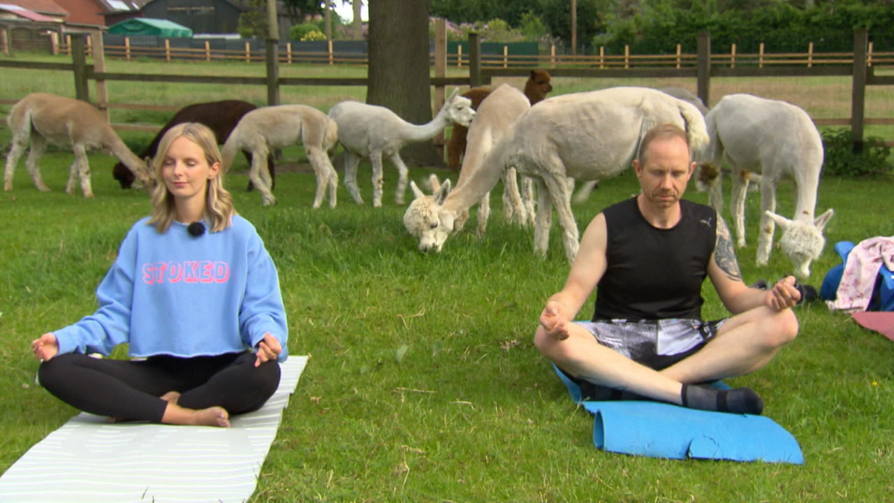 Tierisch gut entspannen: Yoga mit besonderem Flauschfaktor Herabschauender Hund trifft auf grasendes Alpaka