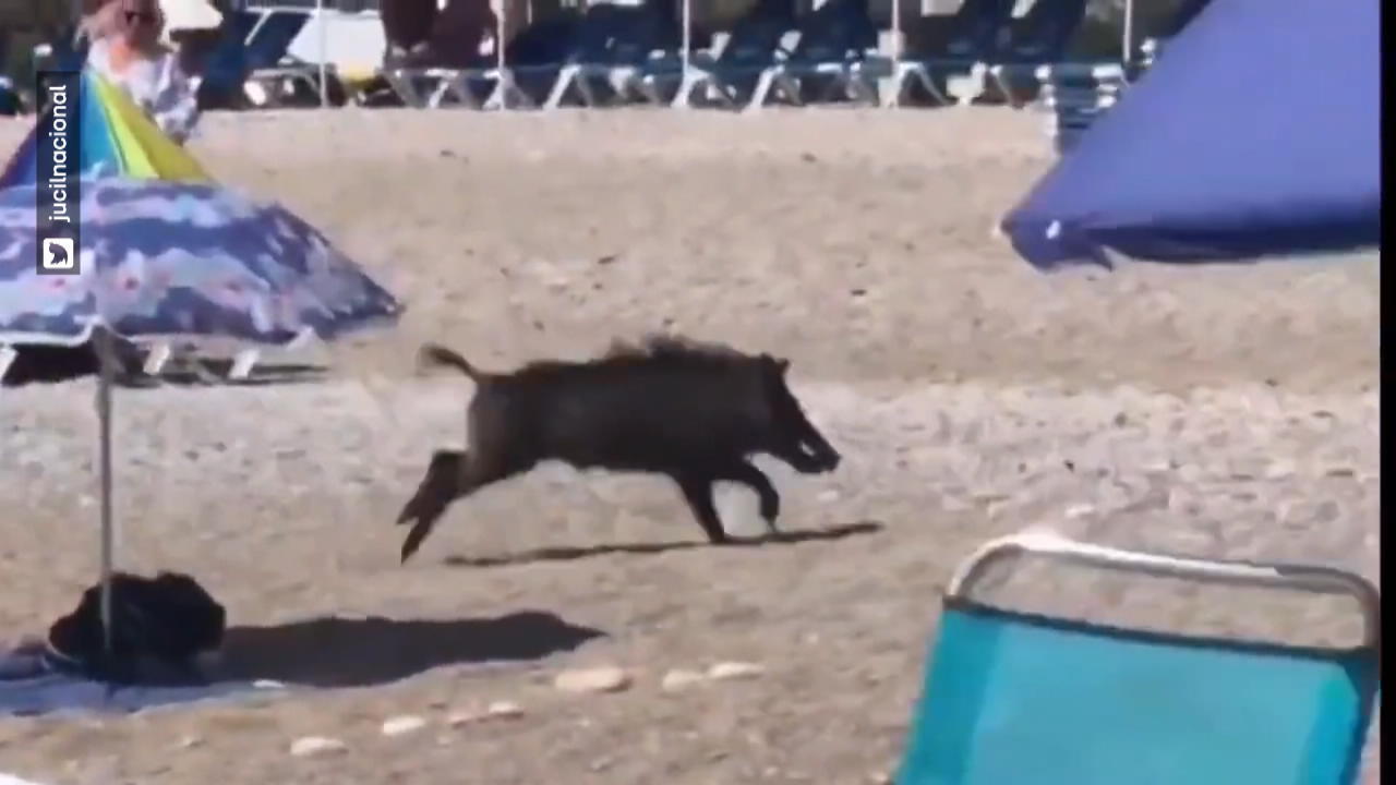 Wildschwein beißt Frau am Strand Attacke in Alicante!