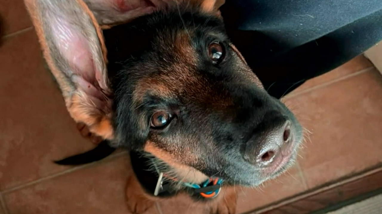 Tierarzt behält Hund ein Frauchen kann nicht zahlen: