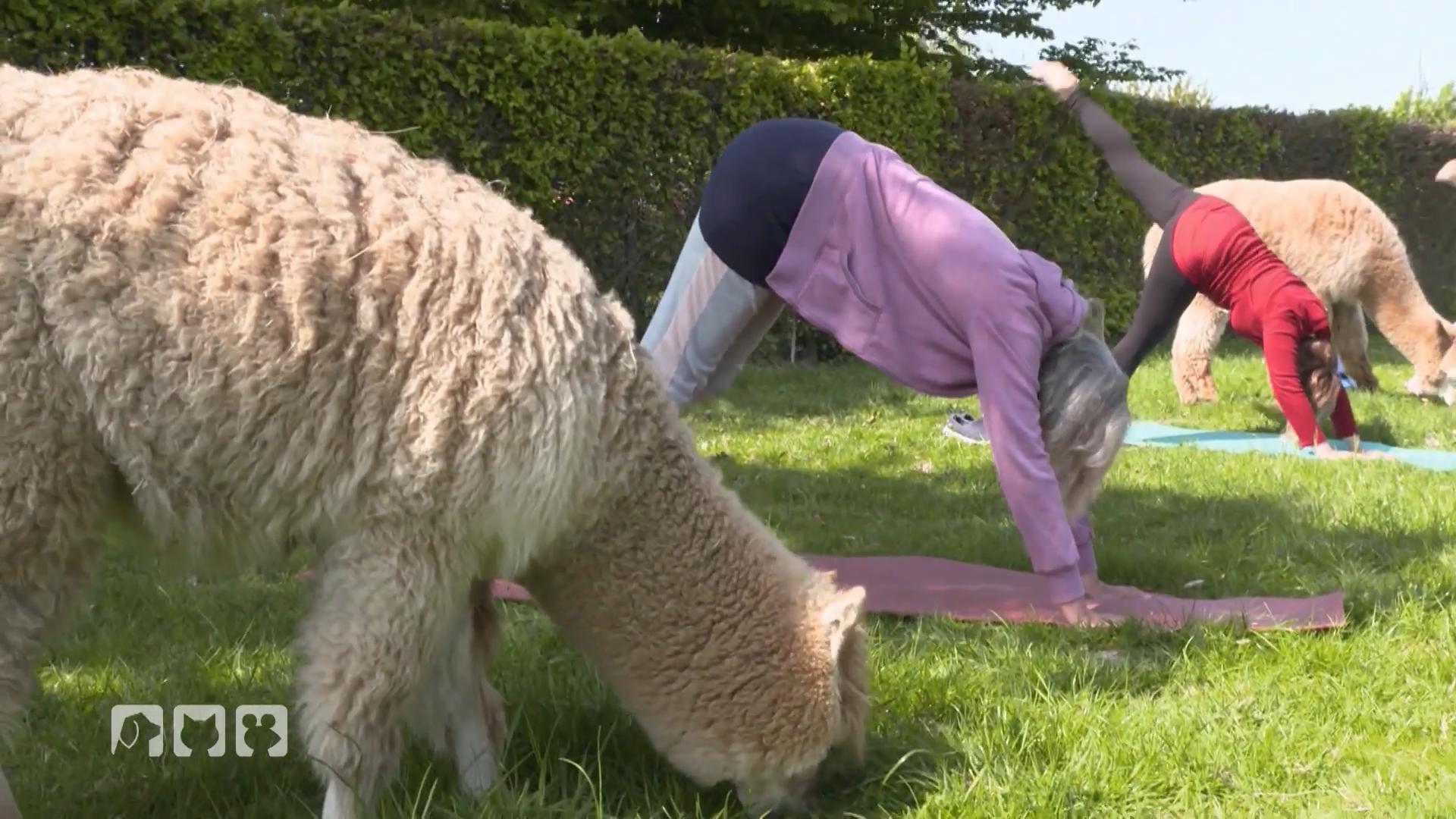 Yoga-Kurs mit Alpakas und Lamas Tierische Yoga-Figuren