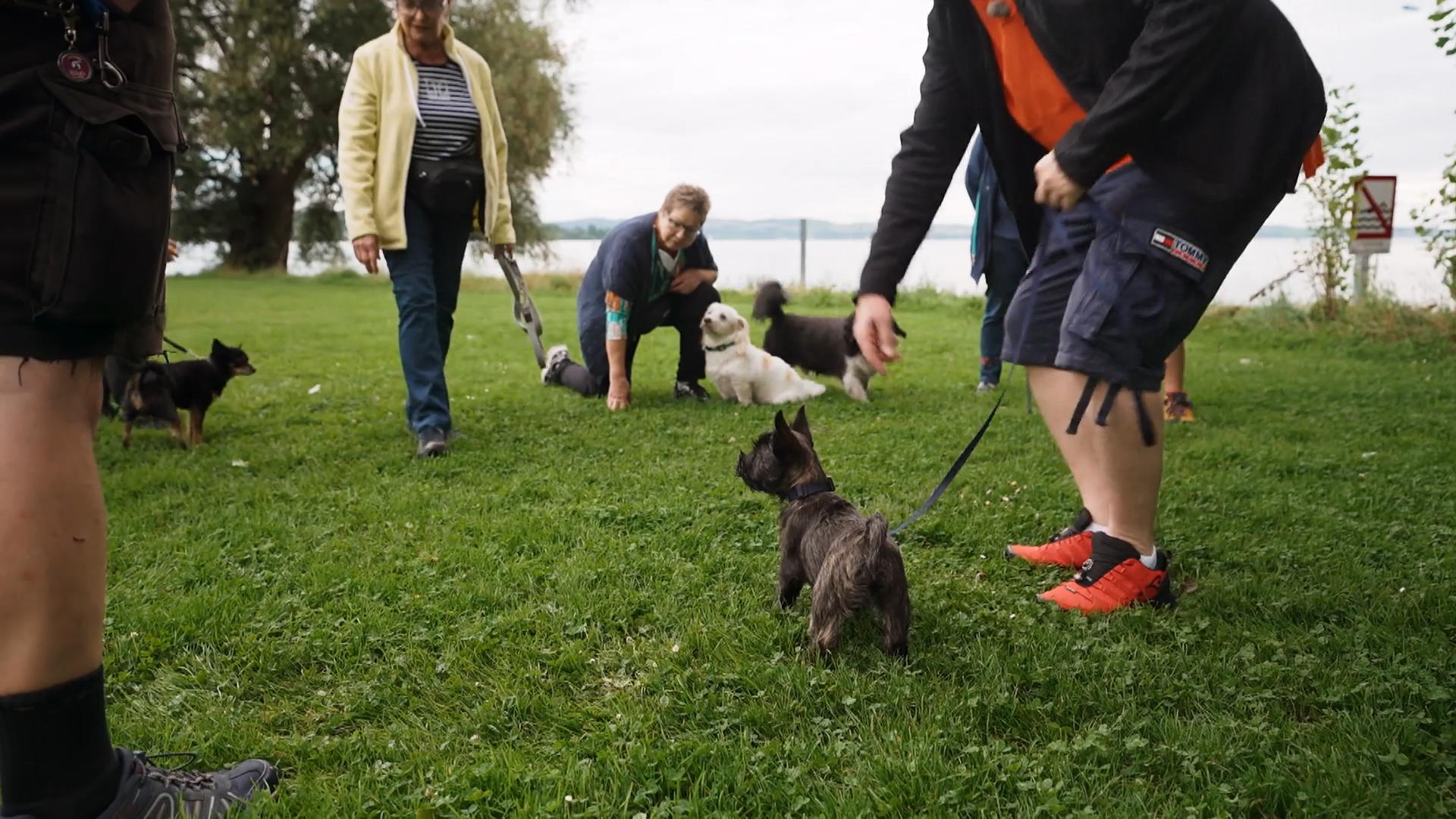 Die vielen fremden Hunde sind zu viel für Liu Konfrontation