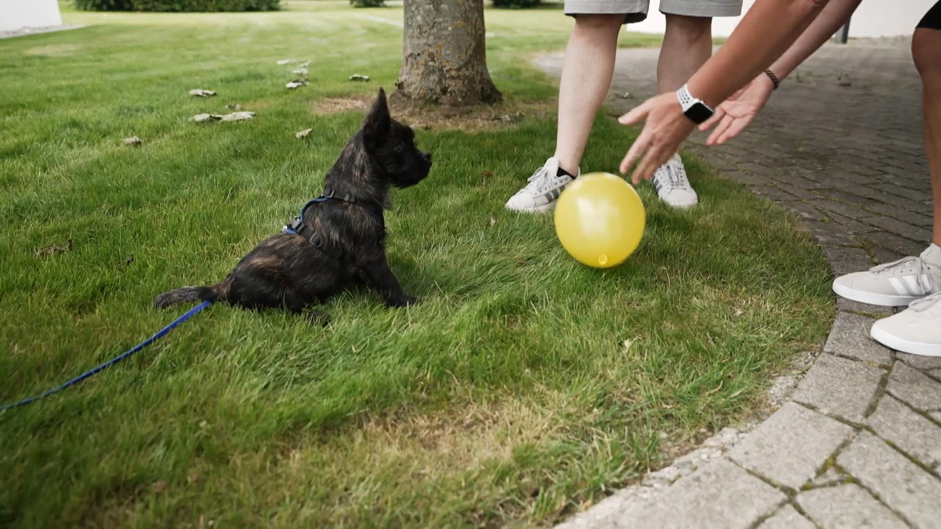 Schocktherapie mit Ballons - Gute Idee? Laute Geräusche
