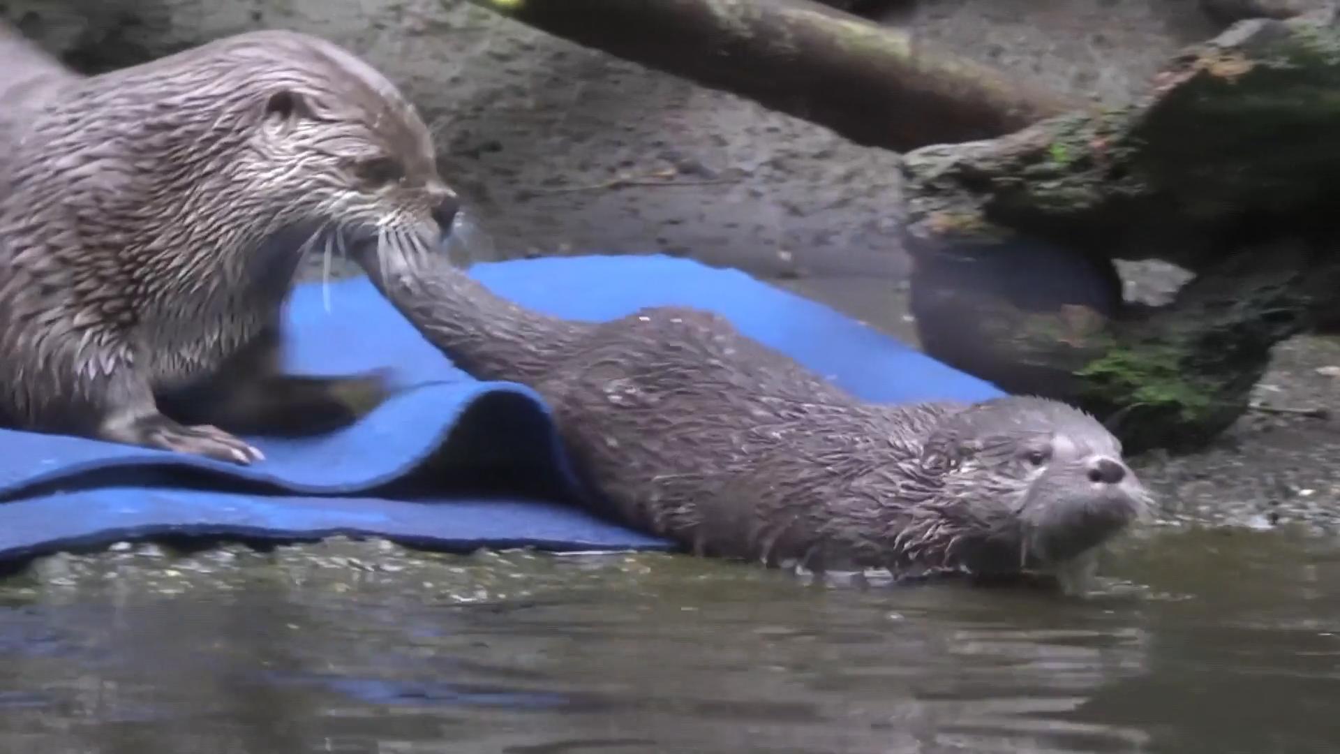 Otter-Mama bringt ihrem Baby Schwimmen bei Wie süß!