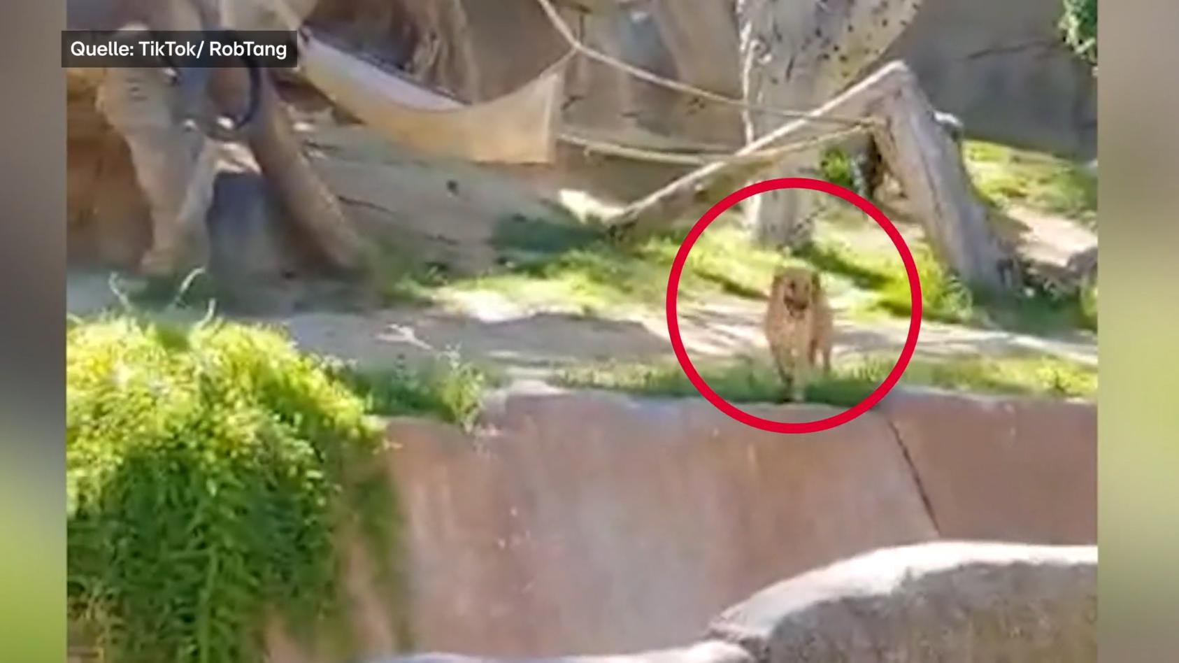 San Diego: Gorilla jagt verirrten Hund durch Zoo-Gehege Schockierende Bilder aus dem Zoo