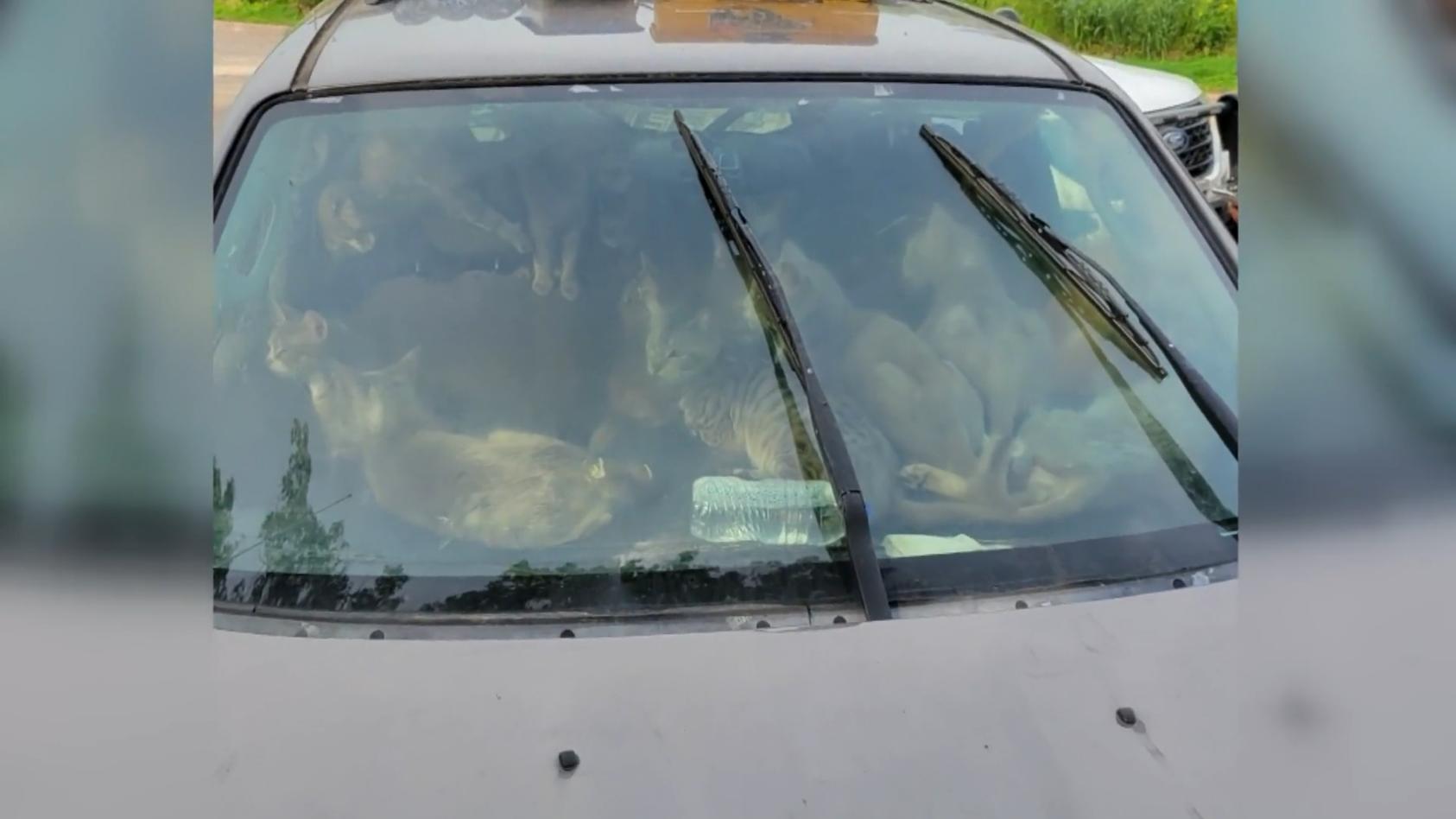 Passant entdeckt 47 Katzen in einem Auto Trotz Hitzewarnung für den Tag