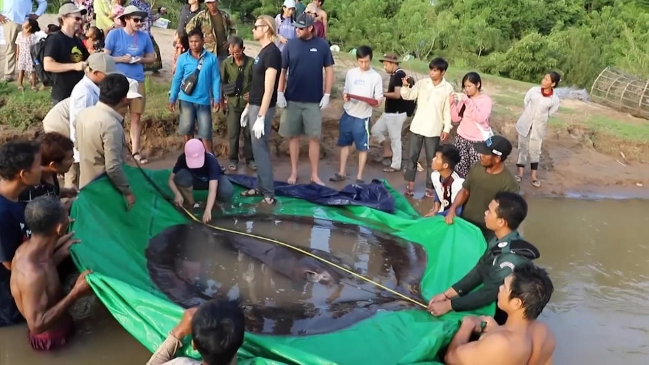 Kambodscha: Hier kommt der schwerste Rochen der Welt! Ach du dickes Ding!