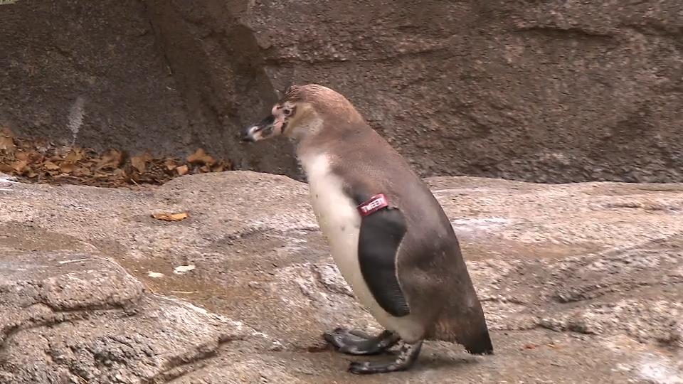 Frankfurter Zoo: Pinguin Tweety verschluckt Münze Wegen UNACHTSAMEN Besuchern!