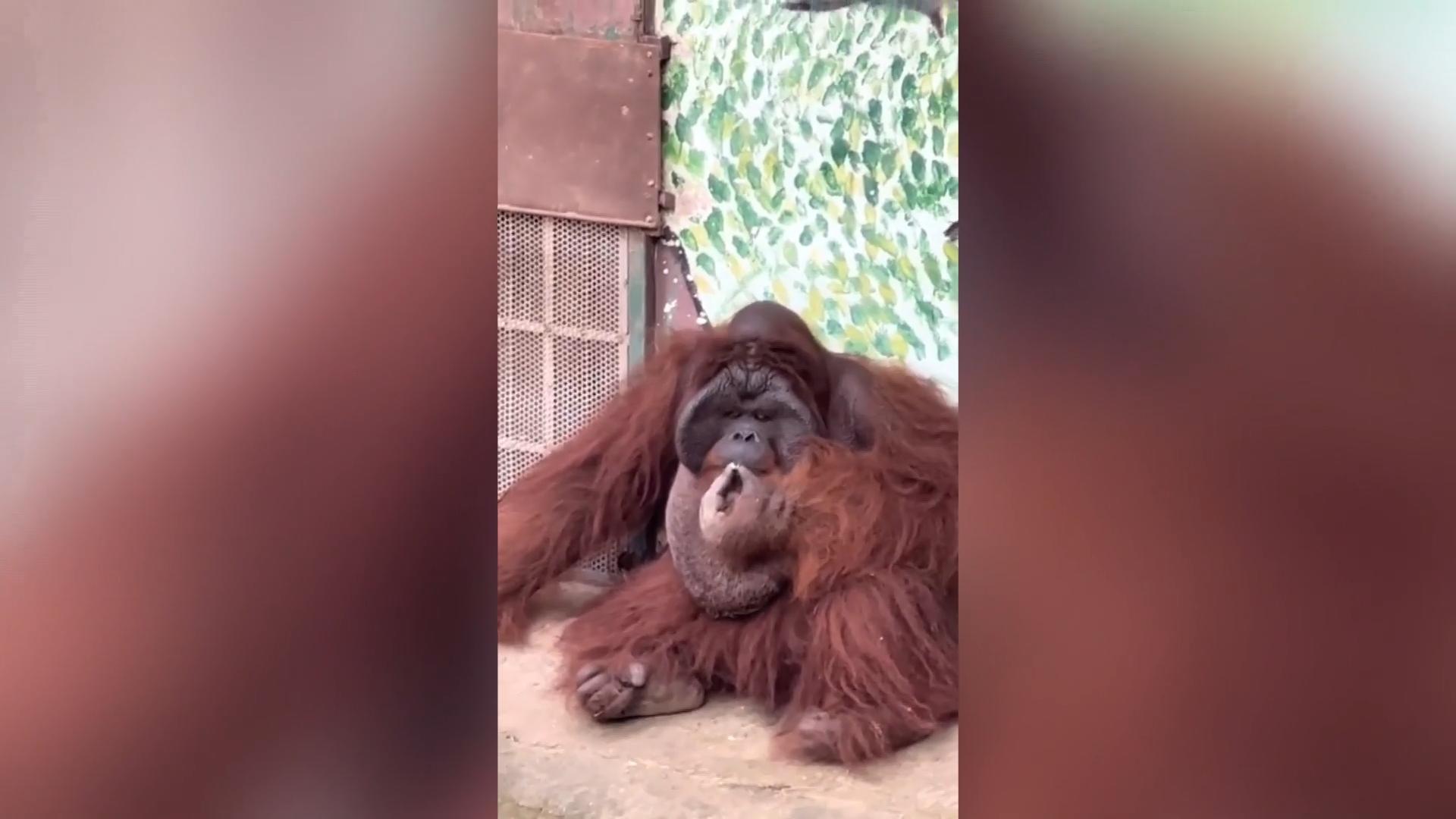 Orang-Utan raucht genüsslich eine Zigarette Zur Belustigung im Zoo