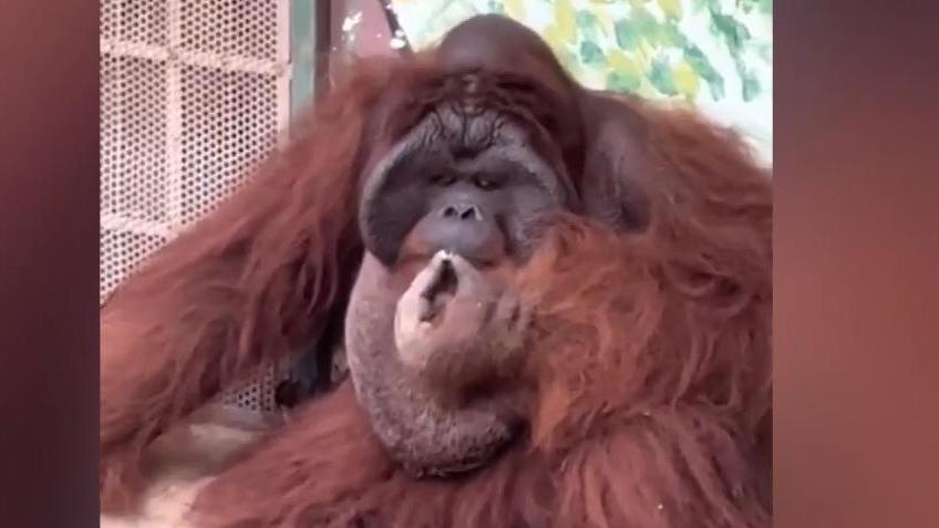 Orang-Utan gönnt sich ne Kippe im Zoo Unfassbar!