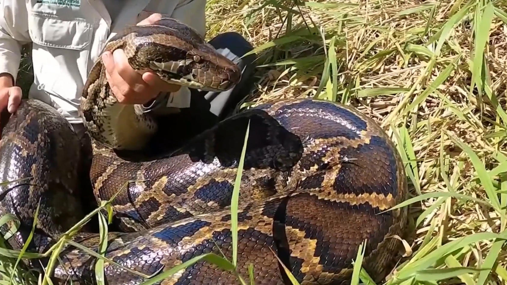 Fünf Meter lang! Riesen-Python gefunden Schlangen fressen Sümpfe leer