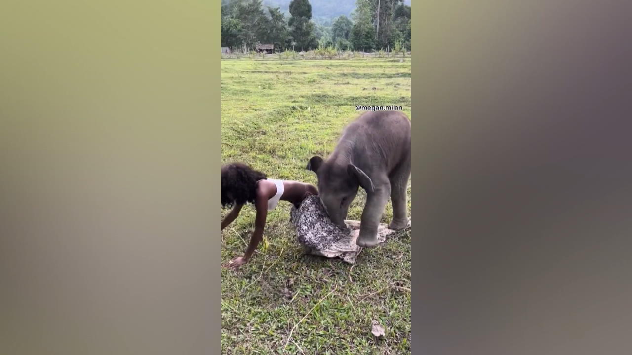 Elefantenbaby zieht am Rock - und entblößt Model Tier erst drei Wochen alt!
