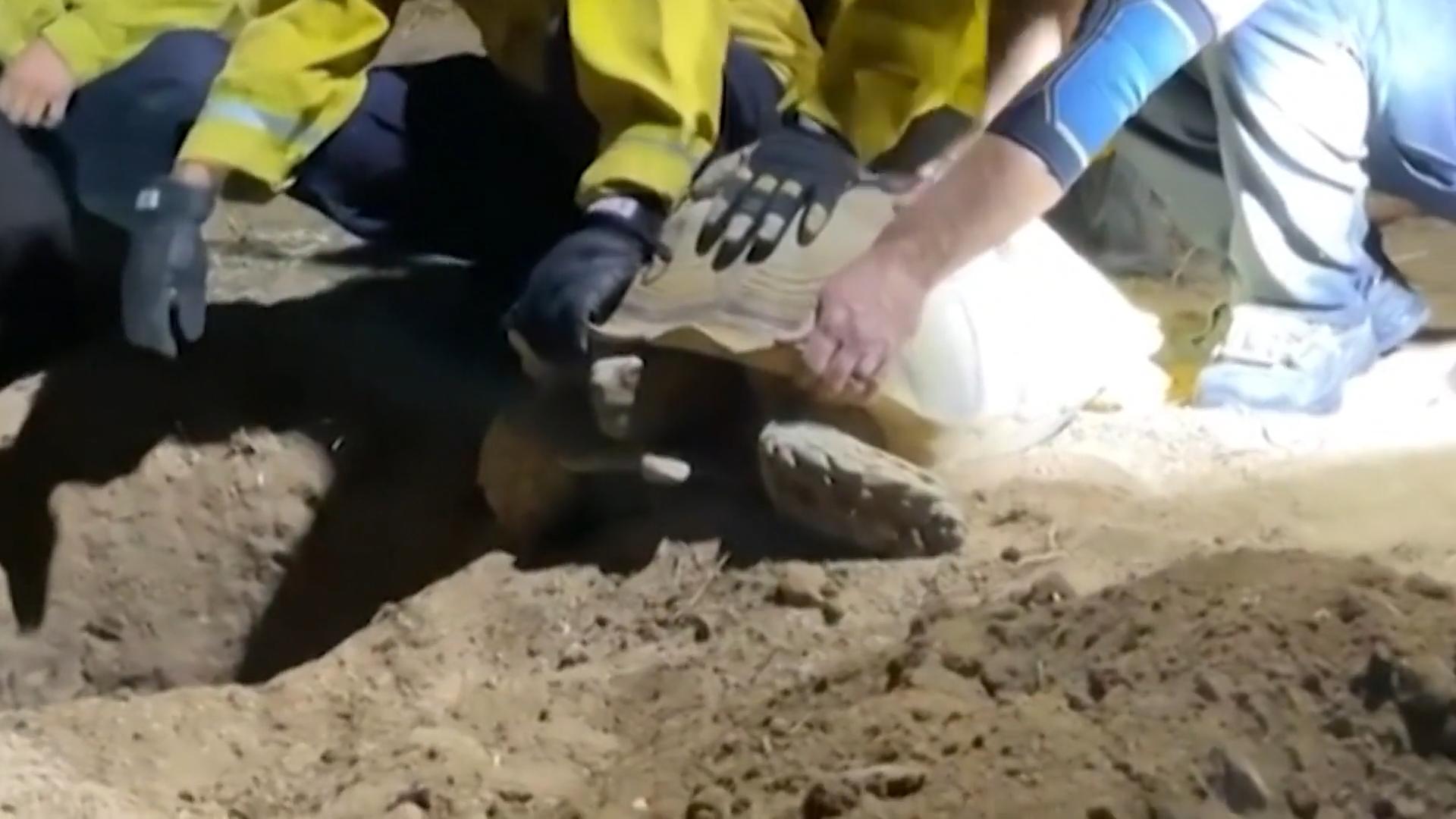 Hundewelpen wegen Riesen-Schildkröte unter der Erde gefangen Ziemlich beste Feinde