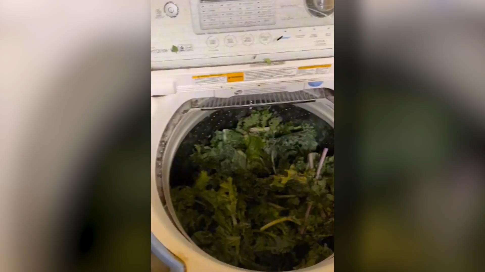 Frau wäscht Gemüse in Waschmaschine - genial oder ekelig? Da haben wir den Salat!