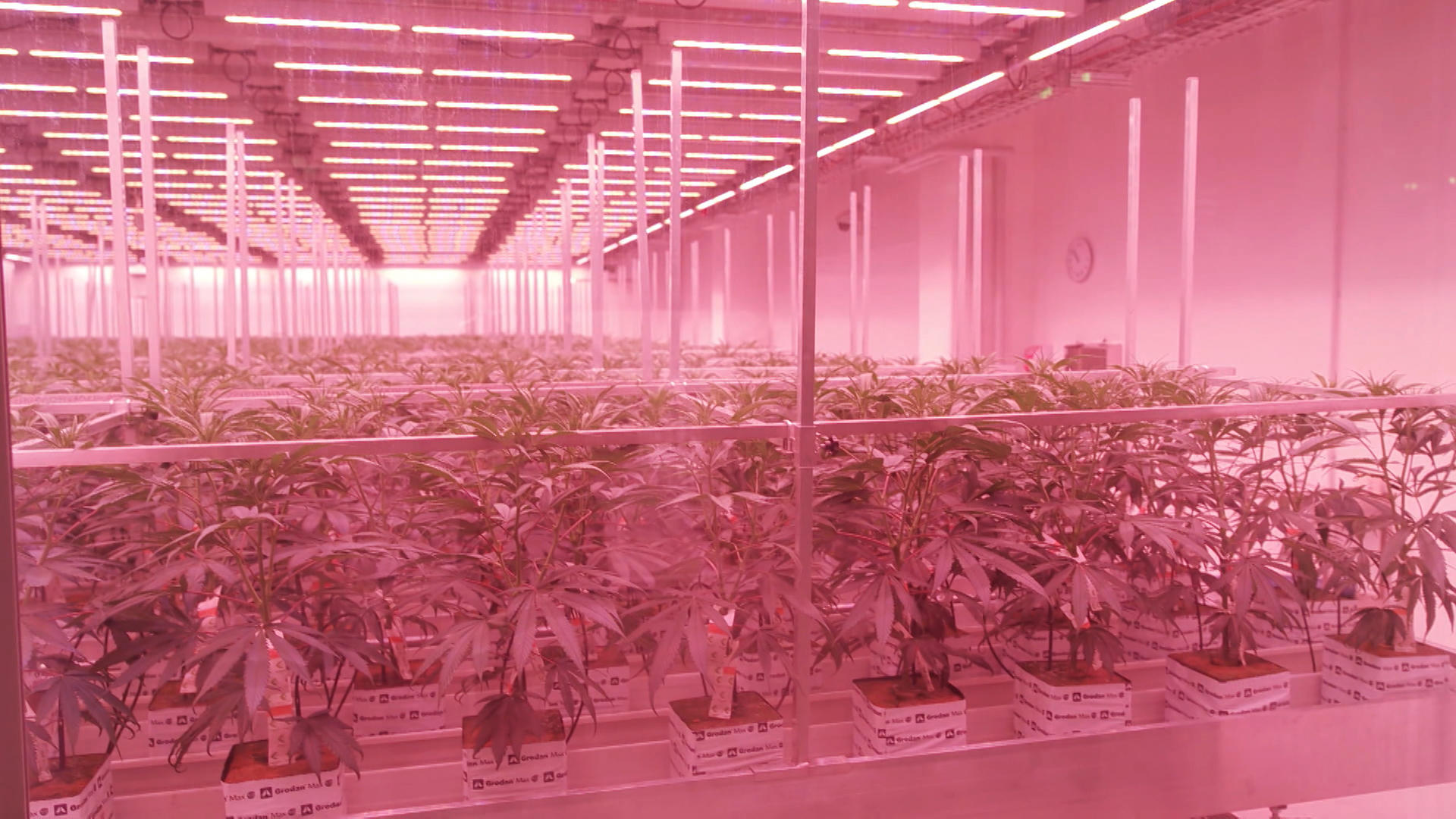 Hier wird nichts dem Zufall überlassen In der Cannabis-Plantage