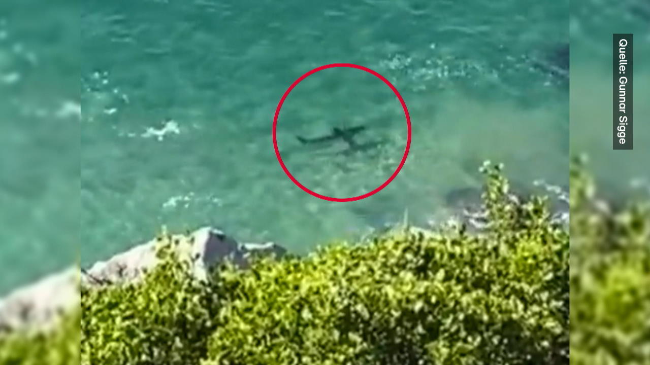 Hai zerfleischt Schwimmer - Strandbesucher sehen alles Video soll das Tier zeigen