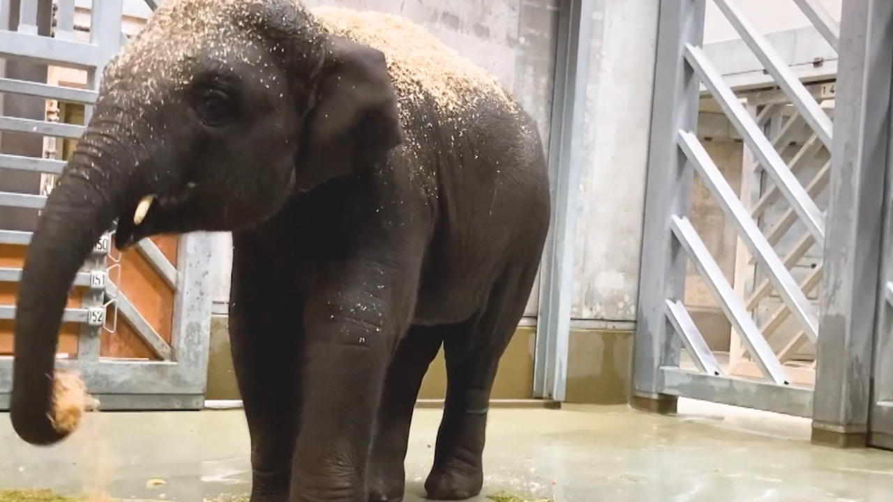 Zürich: Elefant Umesh an Herpesvirus gestorben Traurige Nachricht