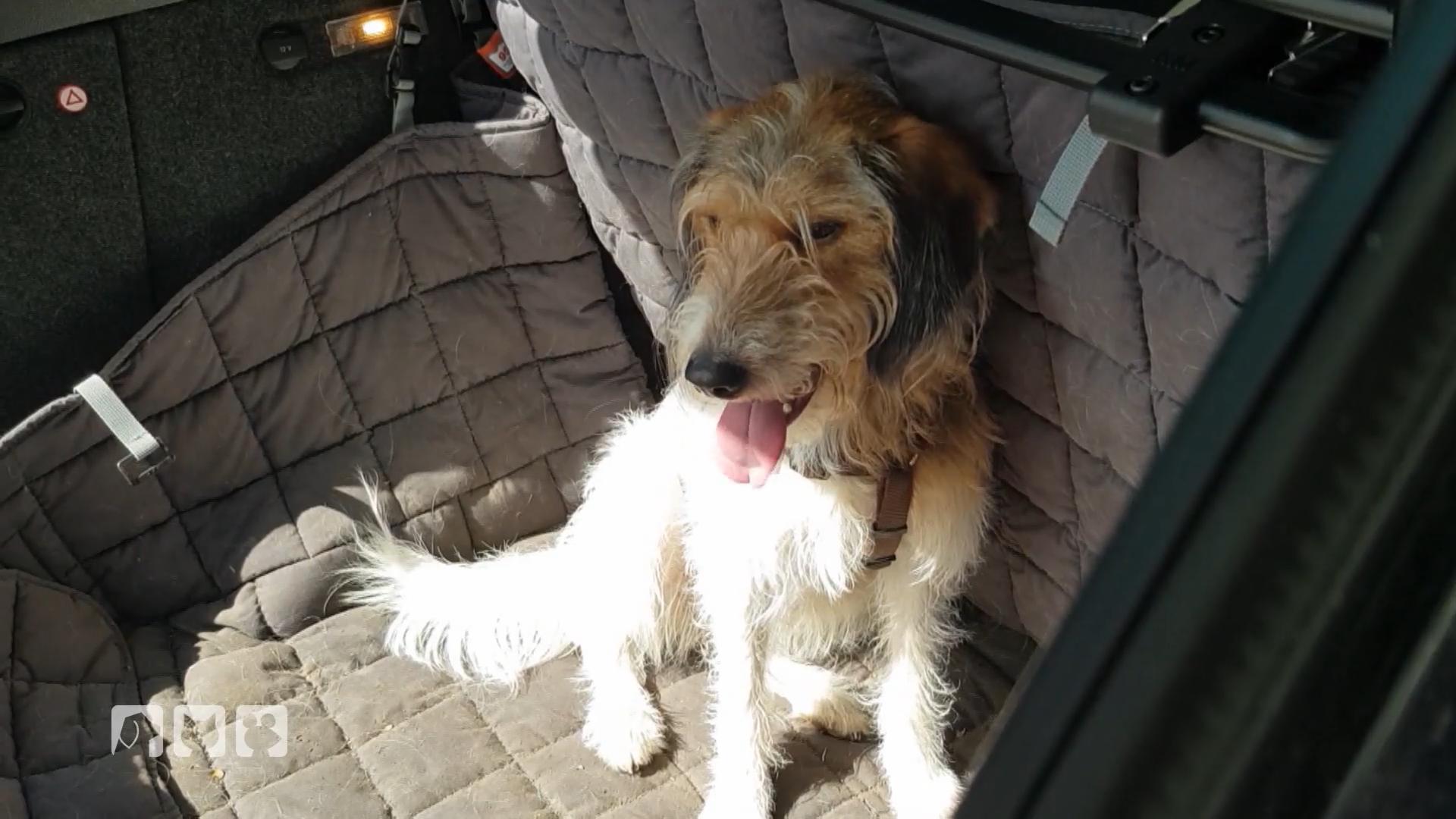 So sehr leiden Hunde bei Hitze im Auto So gefährlich ist es wirklich