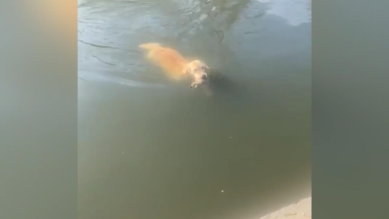 Golden Retriever fischt Küken aus dem See „Ist das dein Ernst?!"