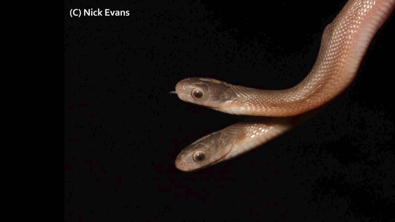 Descubrimiento raro: serpiente de dos cabezas descubierta en Sudáfrica