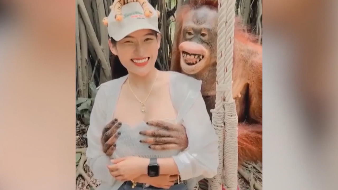 Orang-Utan packt Touristin grinsend an die Brüste Was ein aufdringlicher Affe!