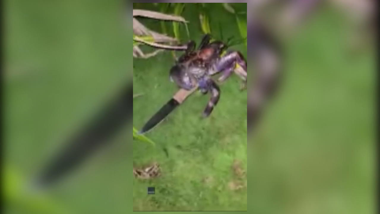 Camper findet messerschwingende Killer-Krabbe Bewaffneter Palmendieb in Japan