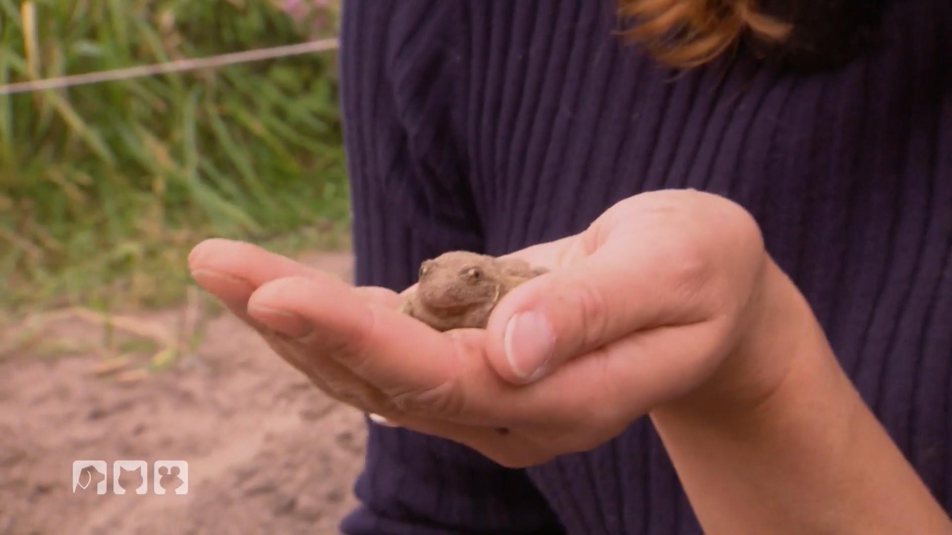 Kate entdeckt eine Knoblauchkröte Noch sehr sandig