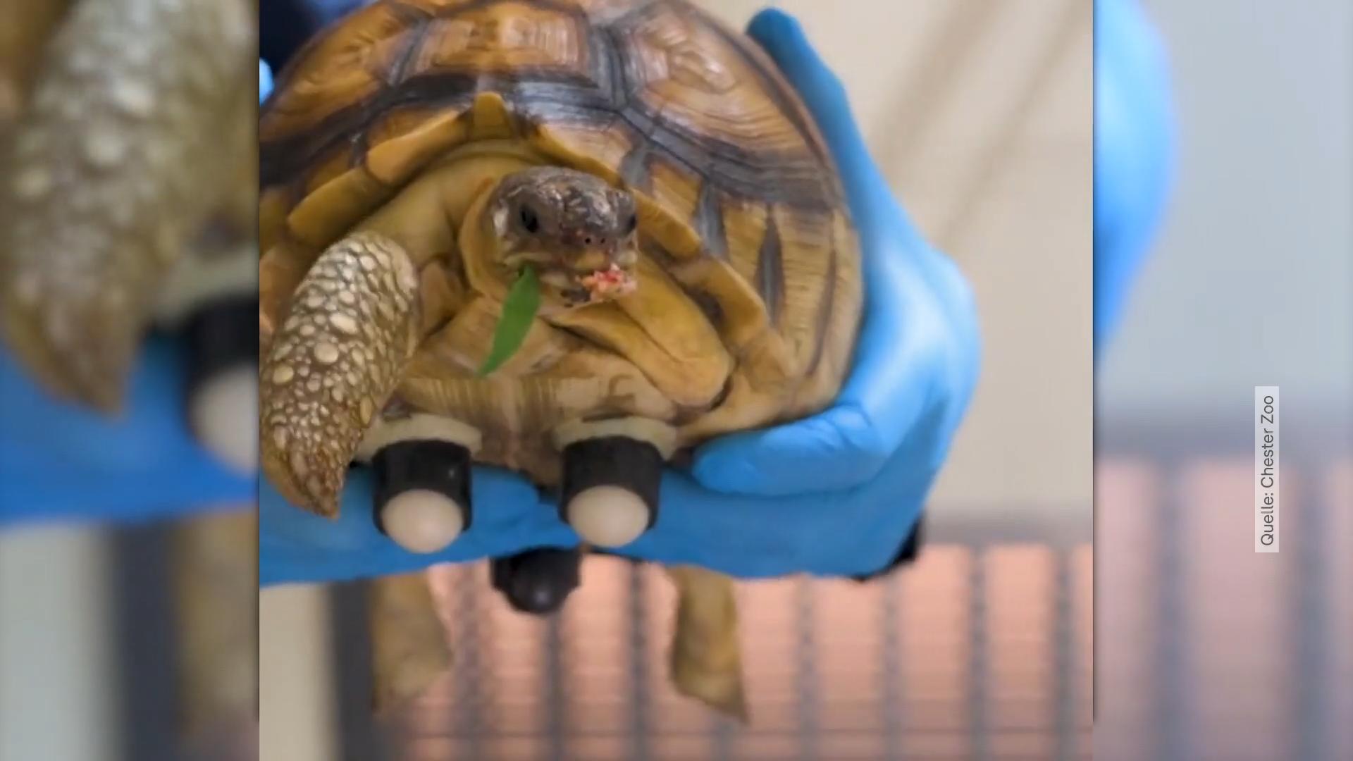 Handicap-Schildkröte rollt jetzt durchs Leben Vor Schmugglern gerettet
