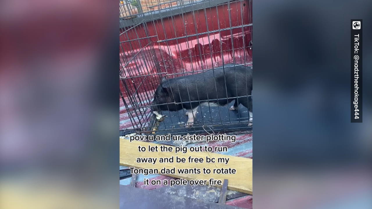 Töchter wollen Schwein retten  - doch Vater schlachtet es! Kayo lag am Abend auf dem Teller