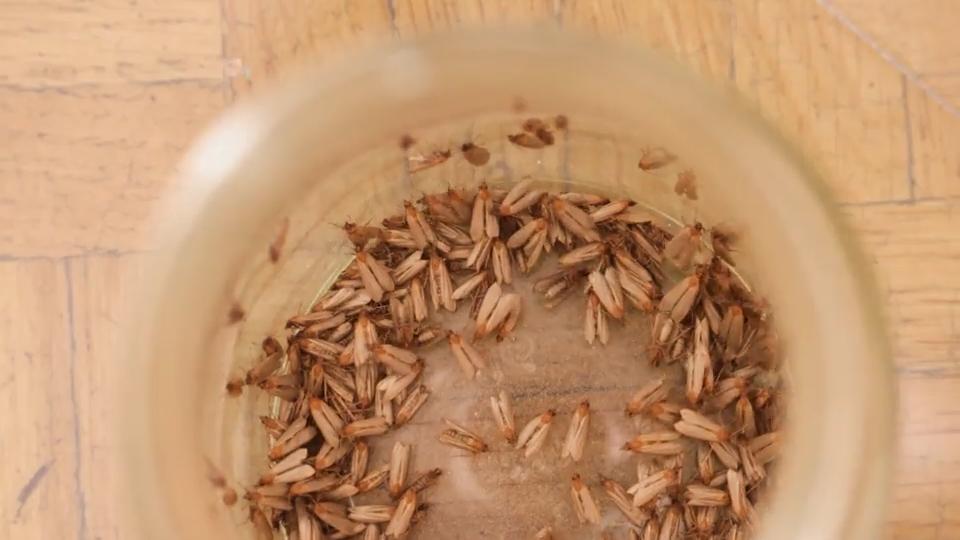 Der große Test: Welche Insekten-Fallen wirklich helfen Hausmittel, Discounter oder Markenartikel?