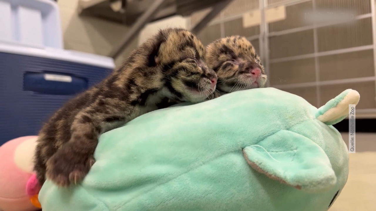 Süße Leoparden-Zwillinge begeistern Zoobesucher Babyalarm in Nashville