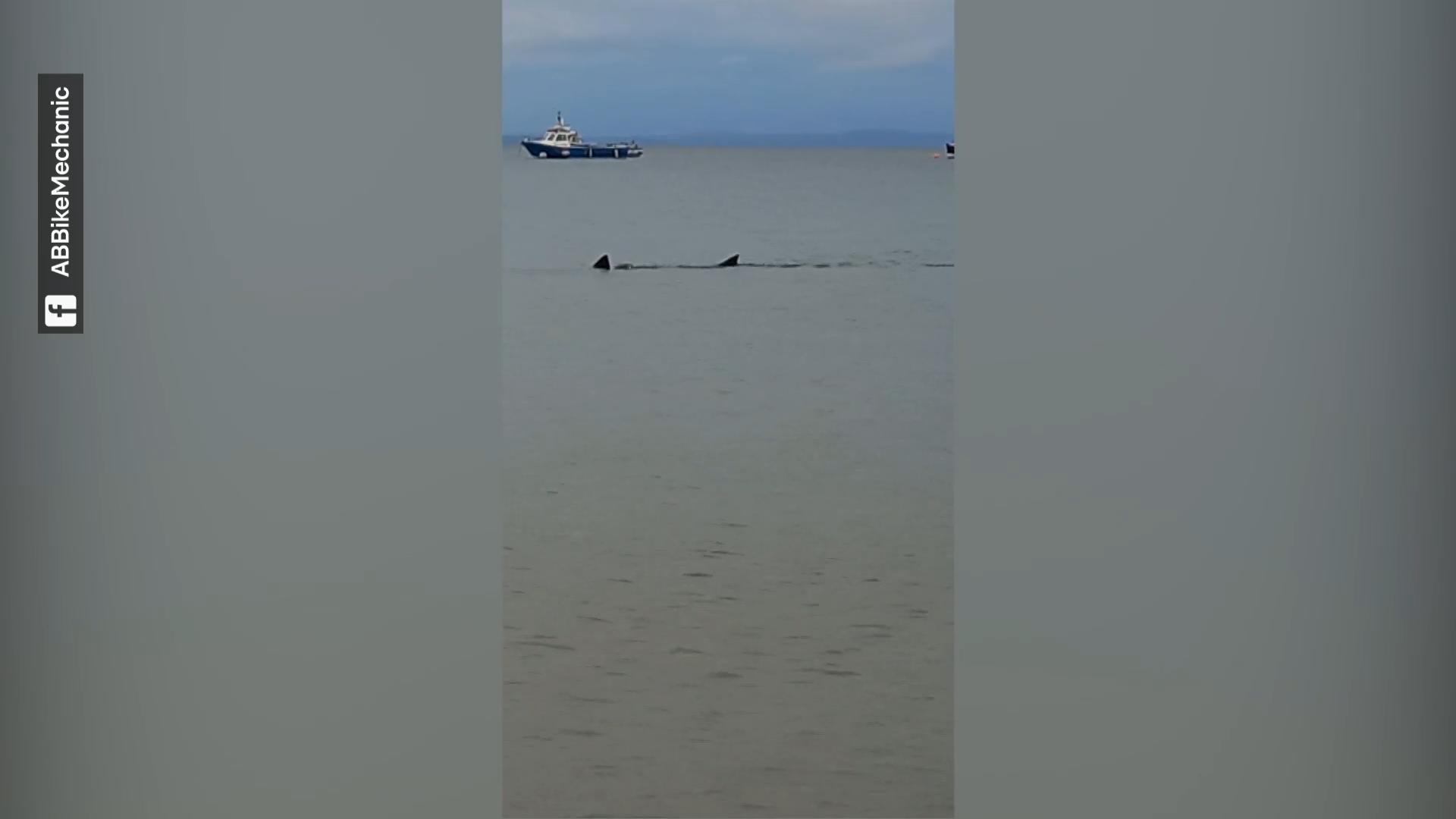 Fischer filmt Riesenhai im Hafenbecken Hai-Alarm in Wales